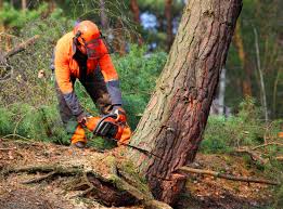 Morenci, AZ Tree Services Company