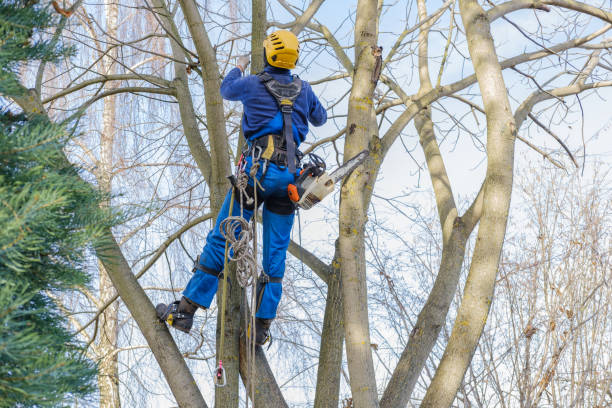 Best Storm Damage Tree Cleanup  in Morenci, AZ